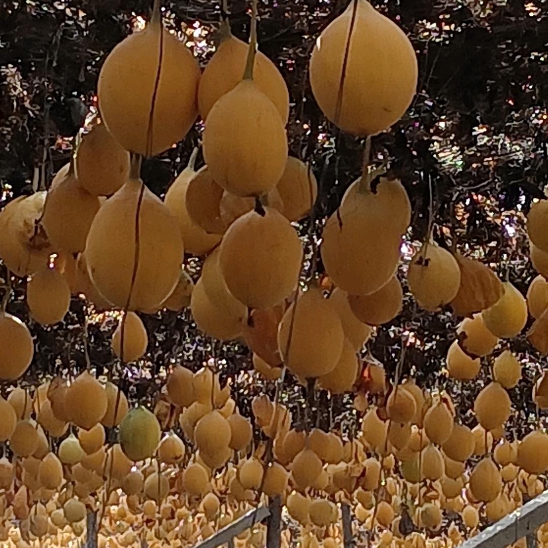 知口瓜蒌  相伴永久