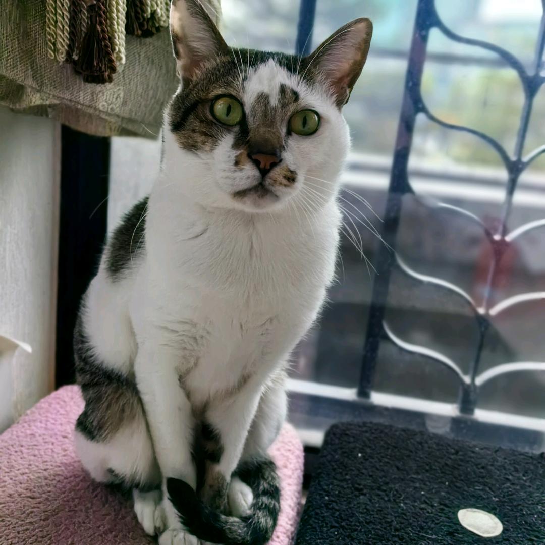 猫咪小宝