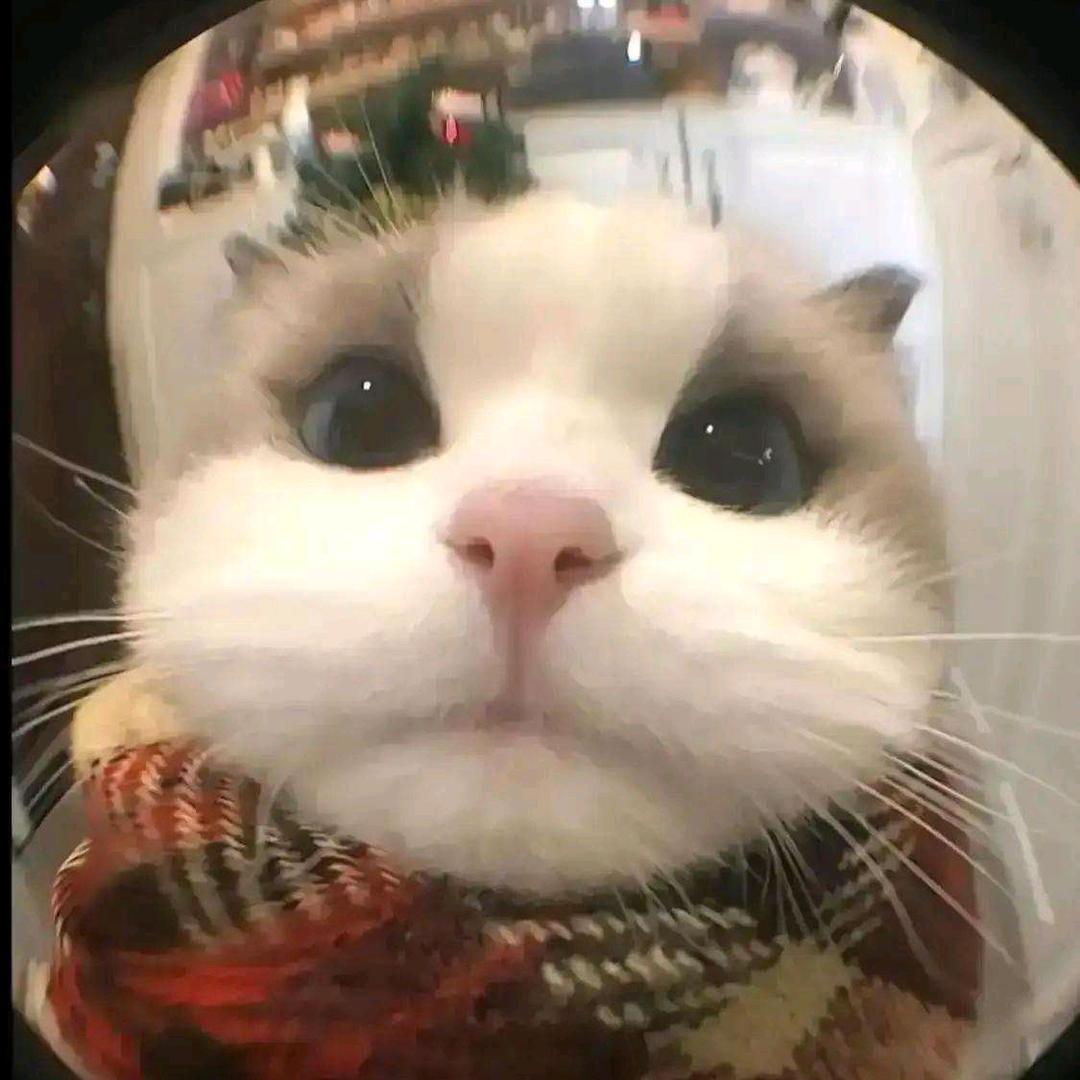 凯恩