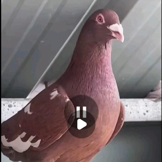 徐州翱翔鸽