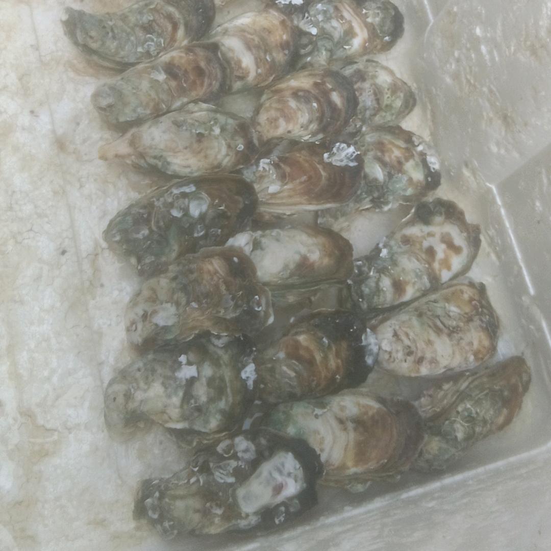 星爷《高压锅生蚝》
