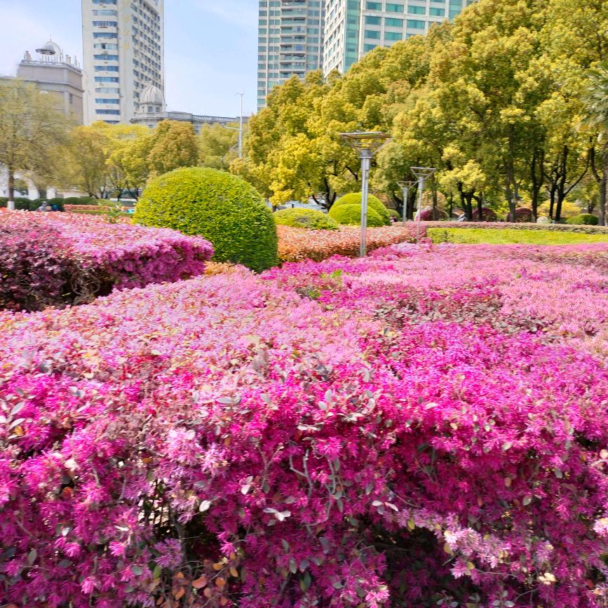 雪花