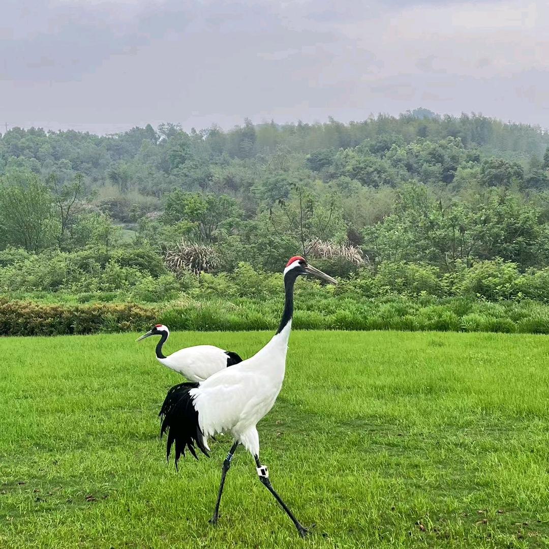 维修刺客啄木鸟