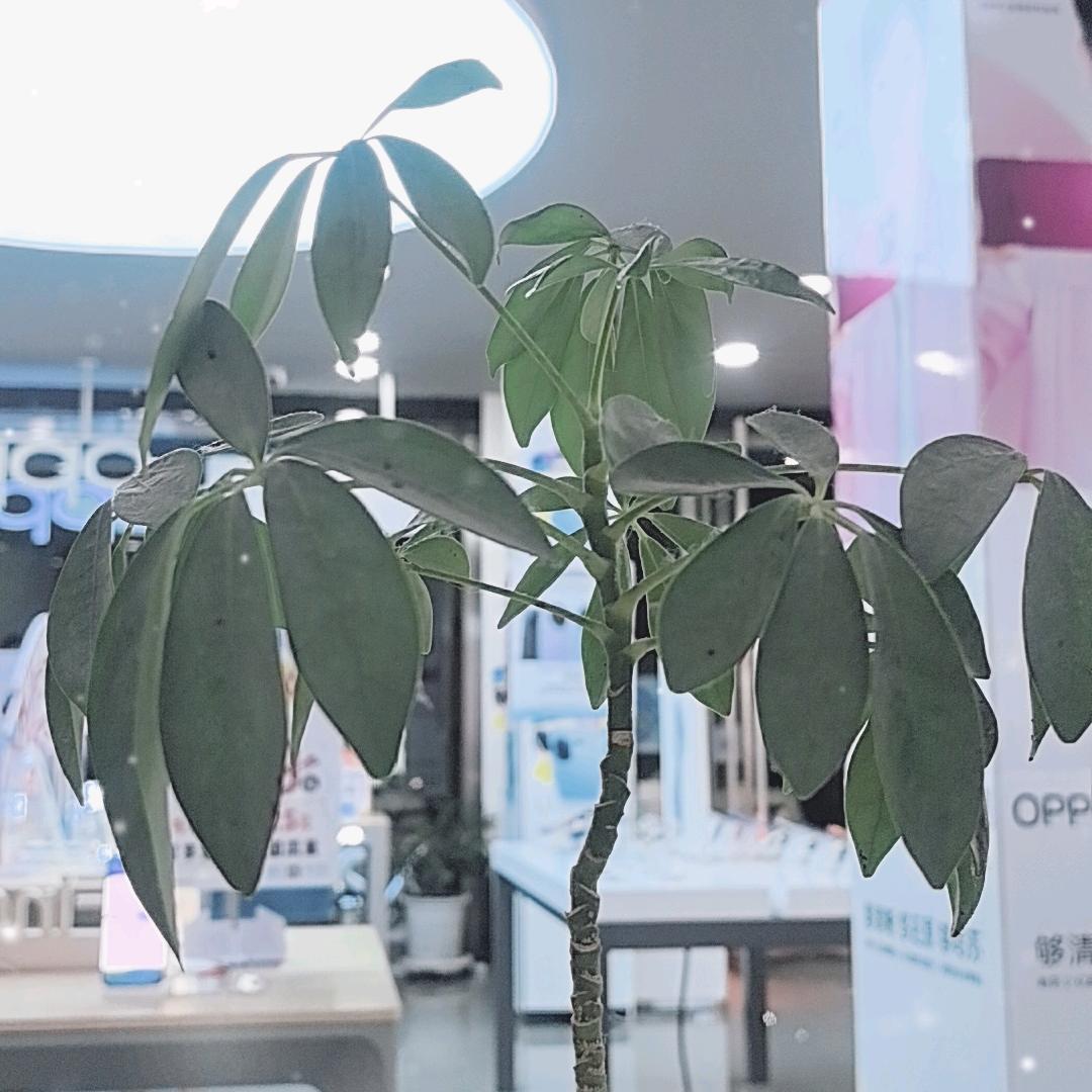 宜城振兴路华为合作店