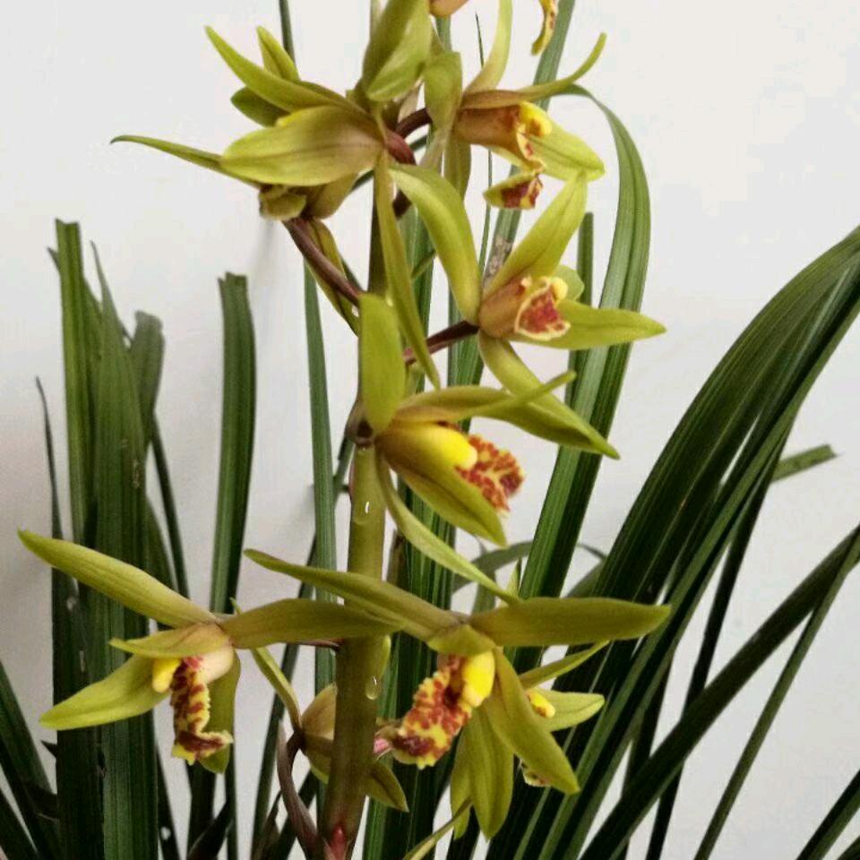 平安二字直千金