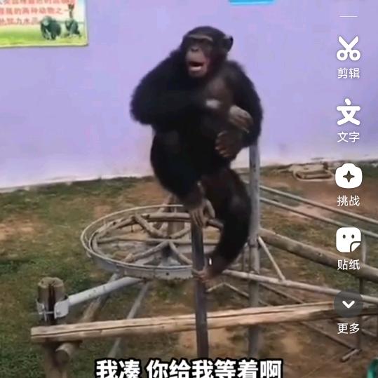 坦荡的香瓜j t l