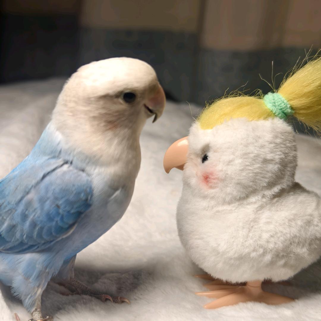 鹦鹉小帅