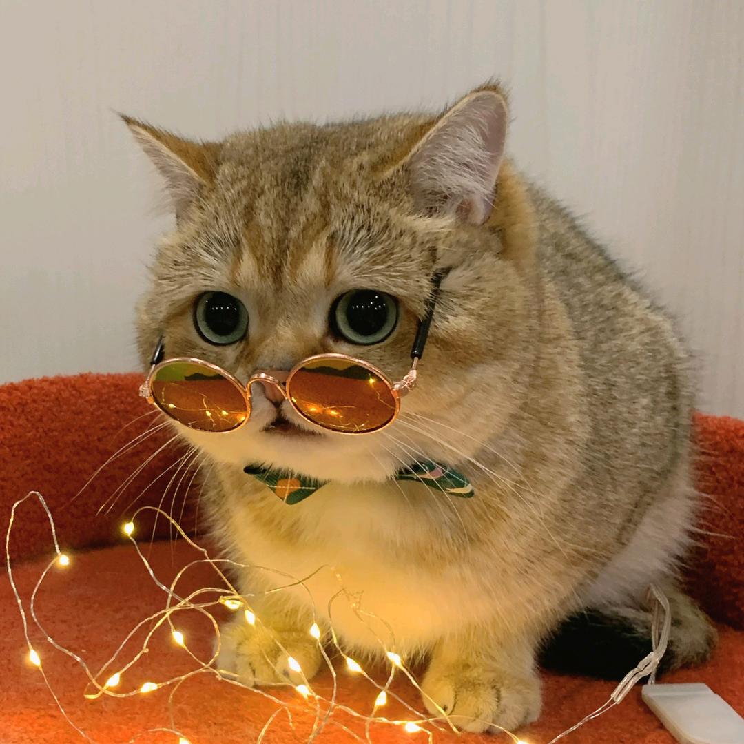 ✨嘤樱