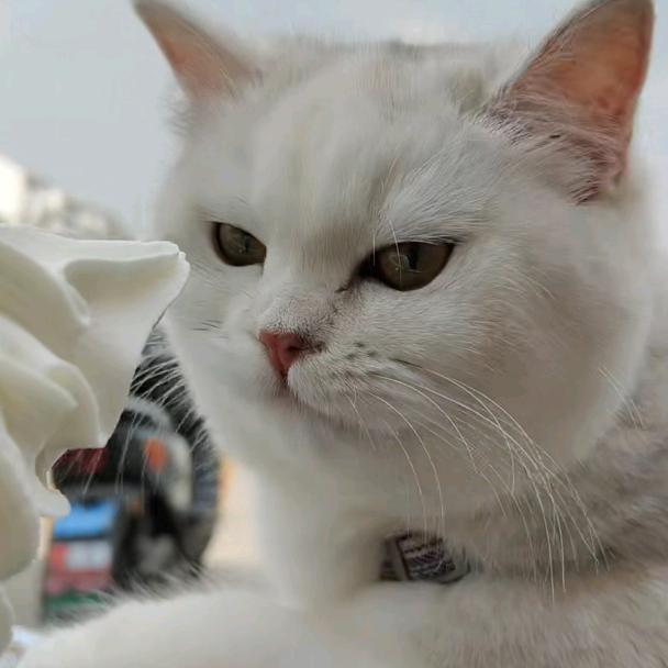 老黄不玩火