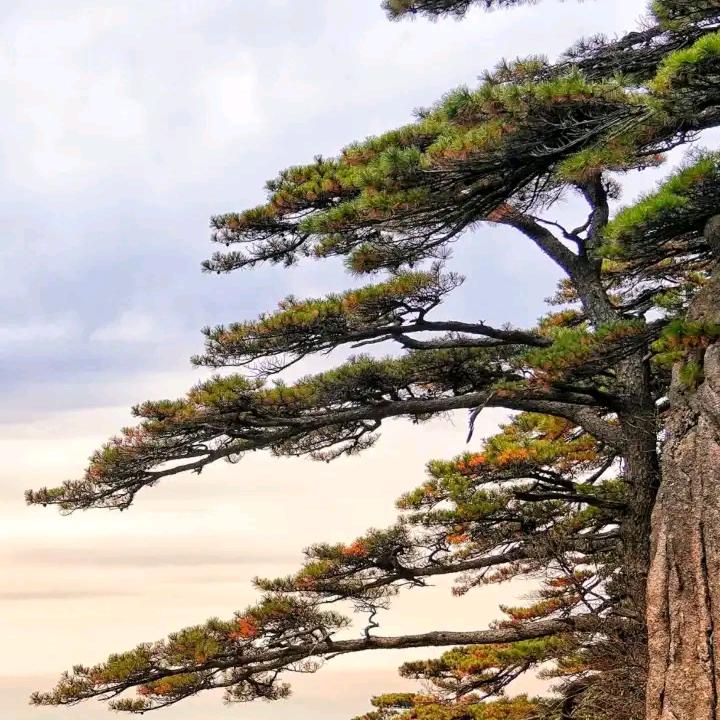 残疾人