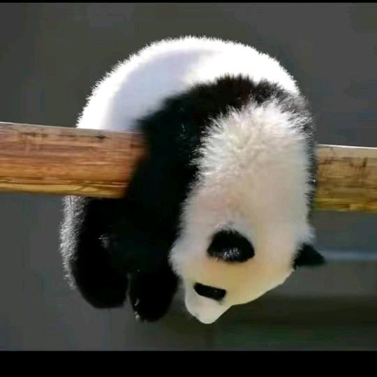 ٩(๑•̀ω•́๑)۶