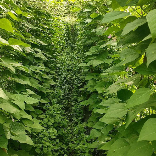 建水家志蔬菜发展园