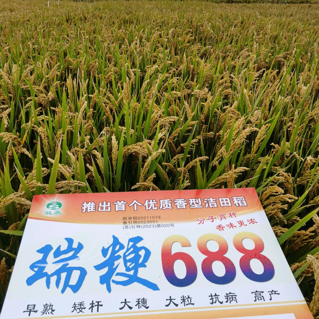 双赢种子瑞粳688