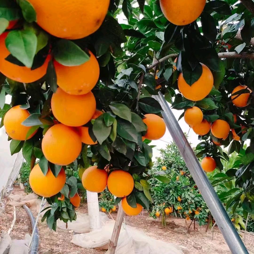正宗赣南脐橙🍊