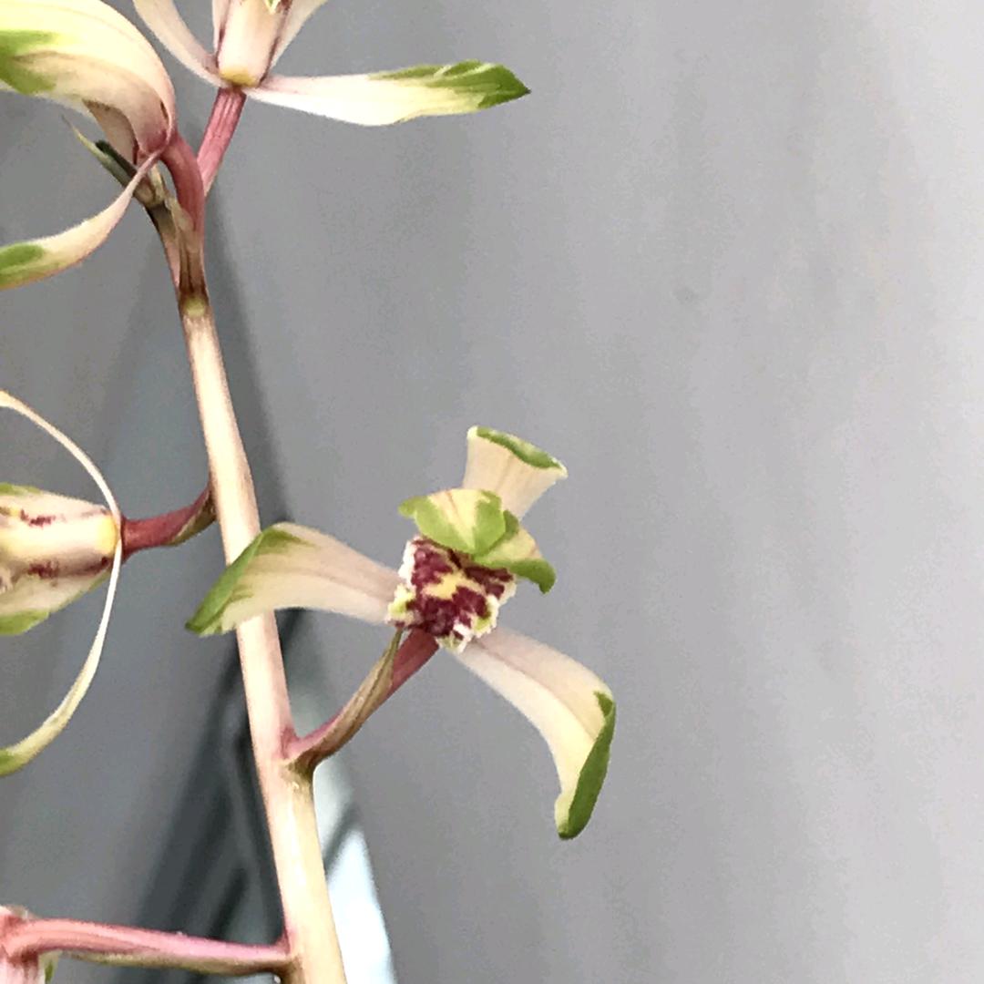 阿华兰花