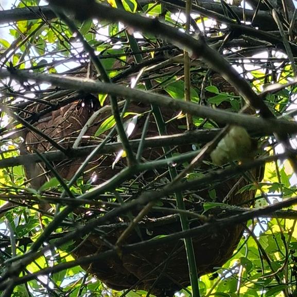 以《兰》接（友）谁敢