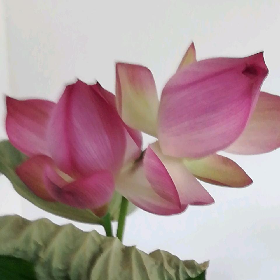 花🌸🌸🌸🌸🌸🌸