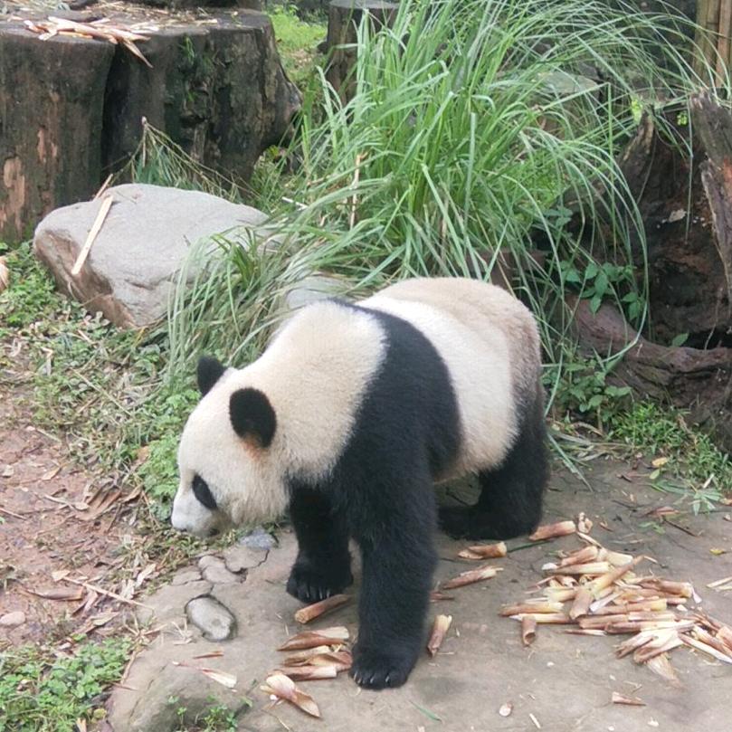 风尘苦旅