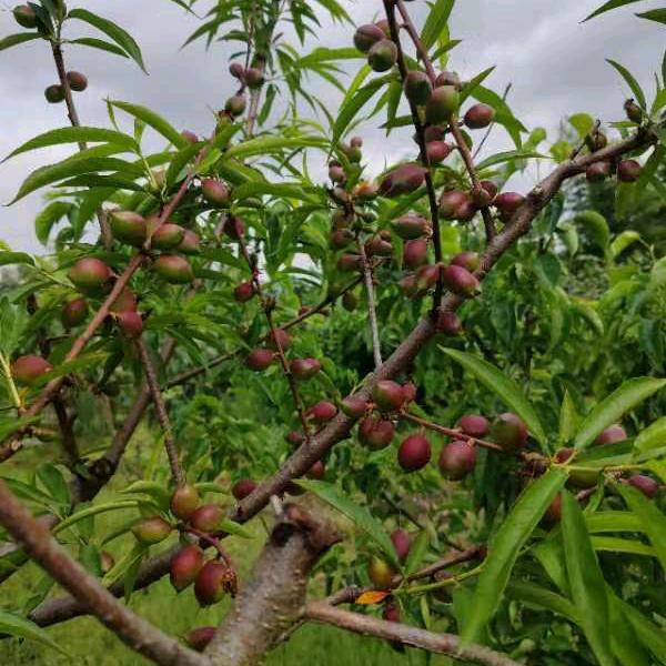 ღ᭄💞萱꧔ꦿ᭄ 萱ღ᭄ 💕