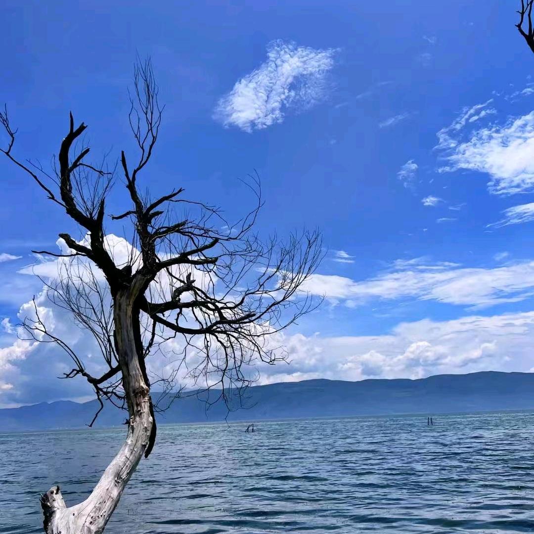 司机逐你而来