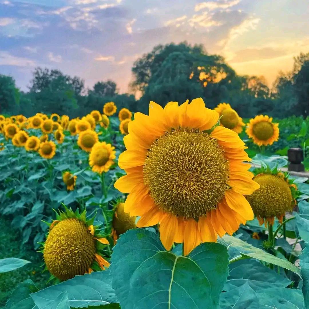 欭惗🌻🌻