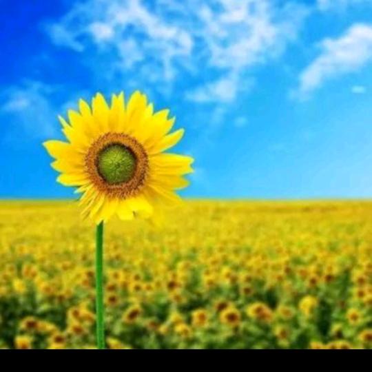 简单平凡的我🌻