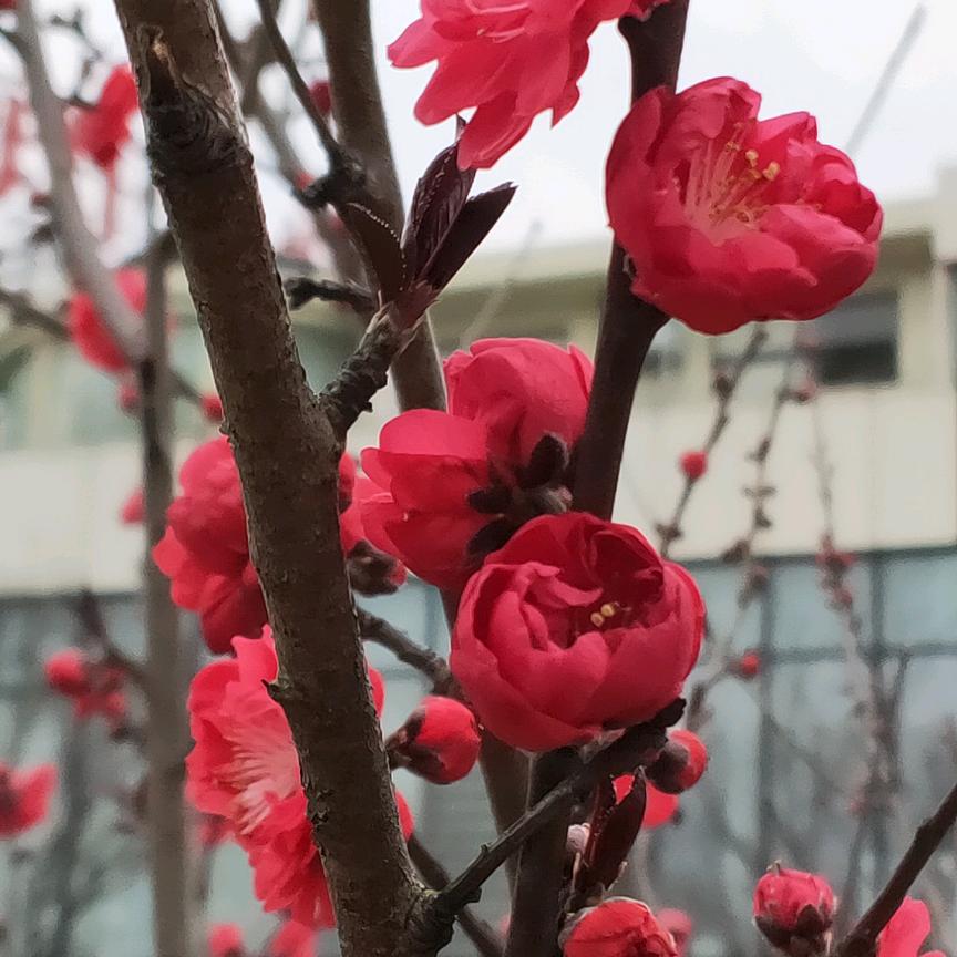 郑敏