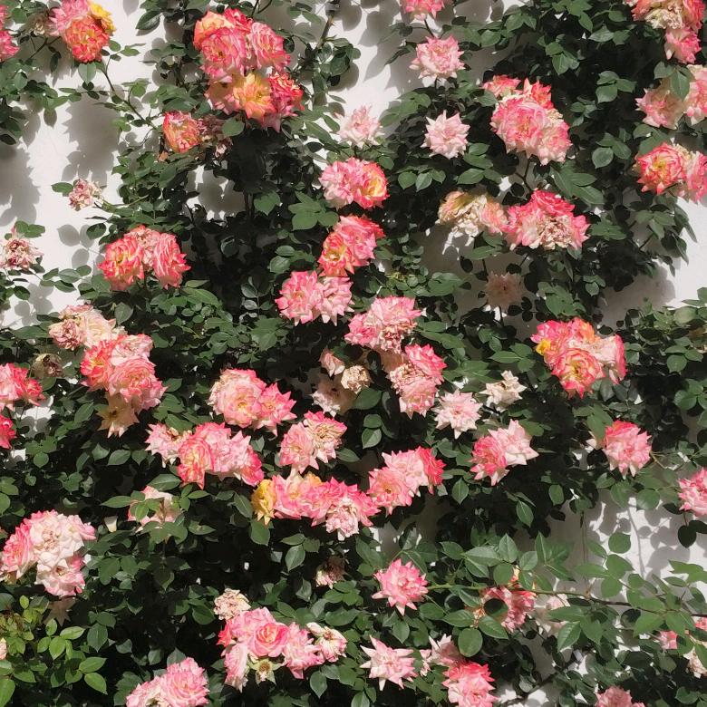 花开富贵《不私聊聊天请绕行》