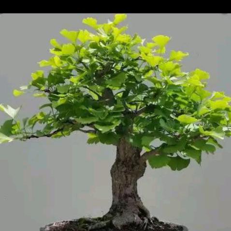 福树招财