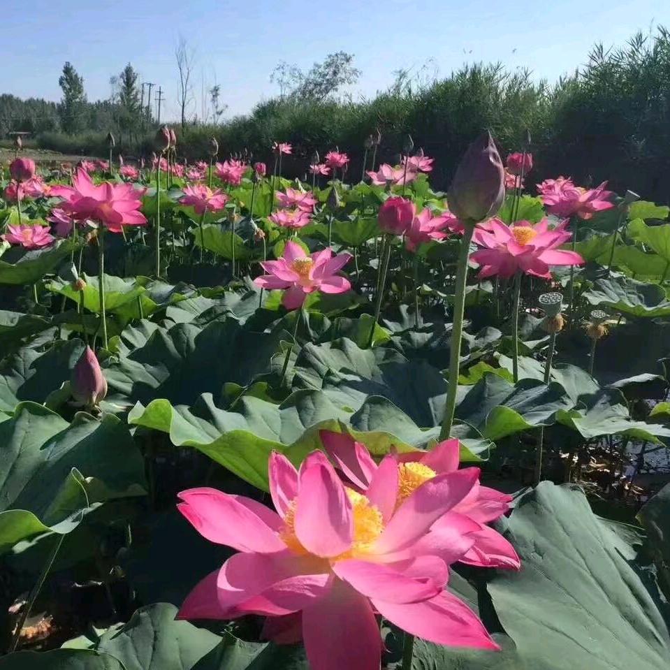 安新县烁兴饭店（个体工商户）