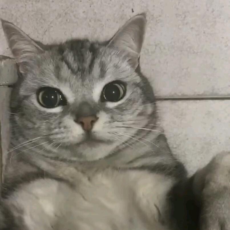 老二是一个犟种喵