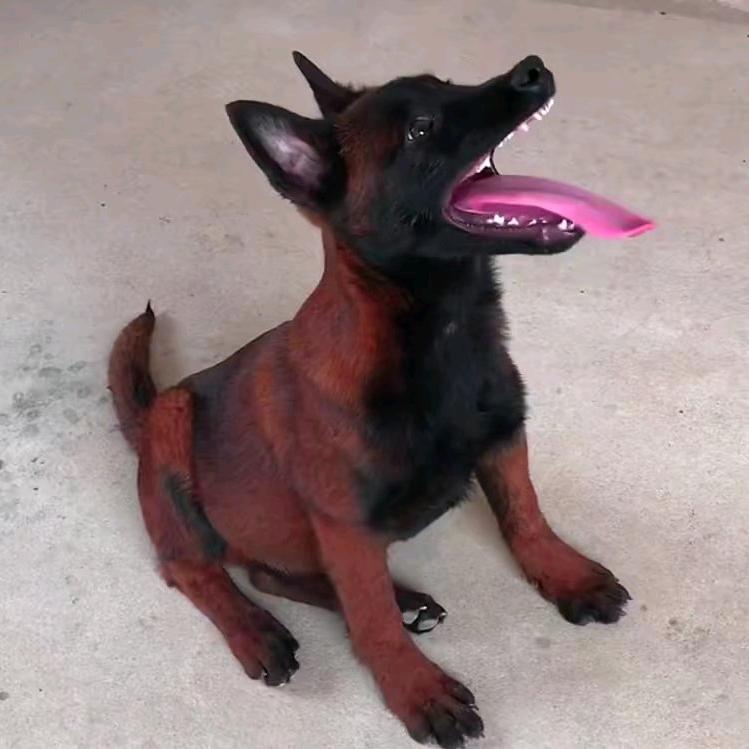 养只马犬吧