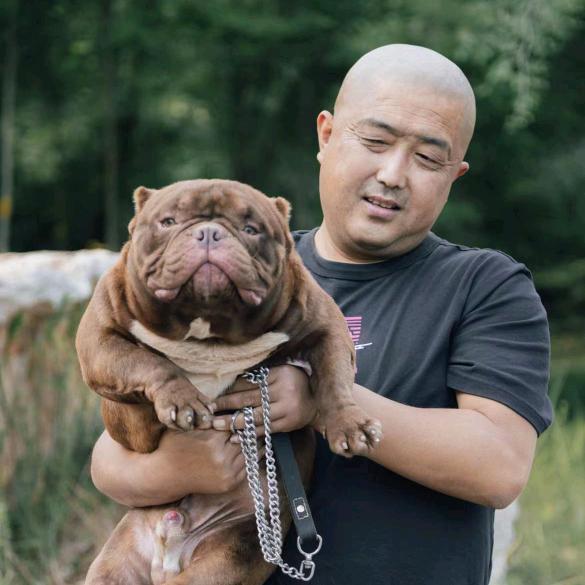 国际庄鑫达恶霸犬舍
