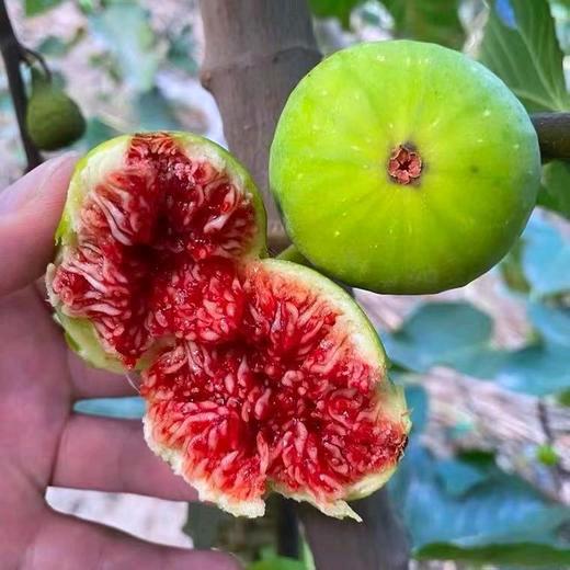 惠林果树苗木专营店