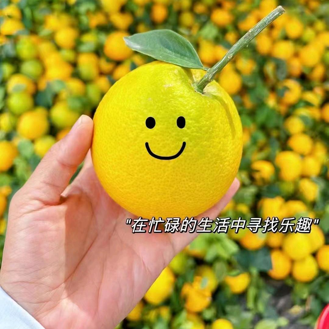 赣南橙宝铺