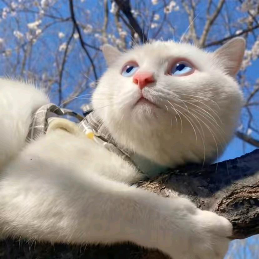 狂拽酷霸恶魔鲶鱼精