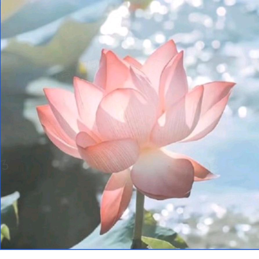 兰花爱生活