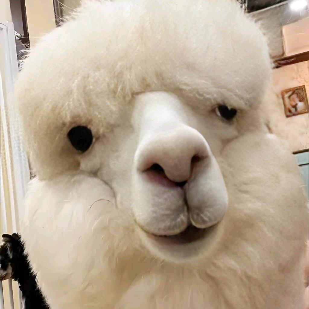 羊驼驼直播号