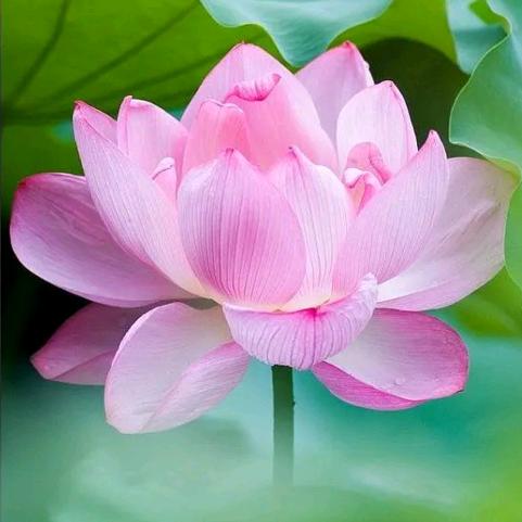 佛前菩提花