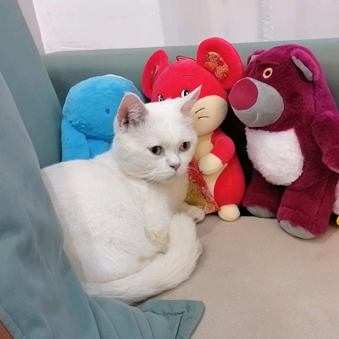 猛虎被貂蝉暴打