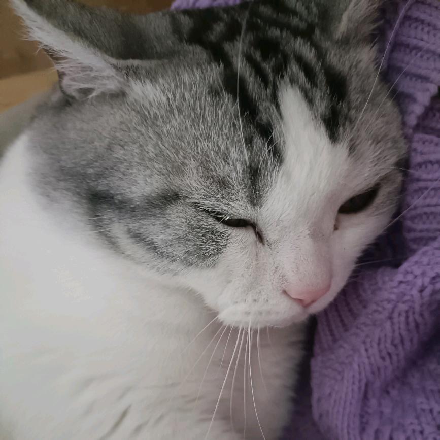 天鹰