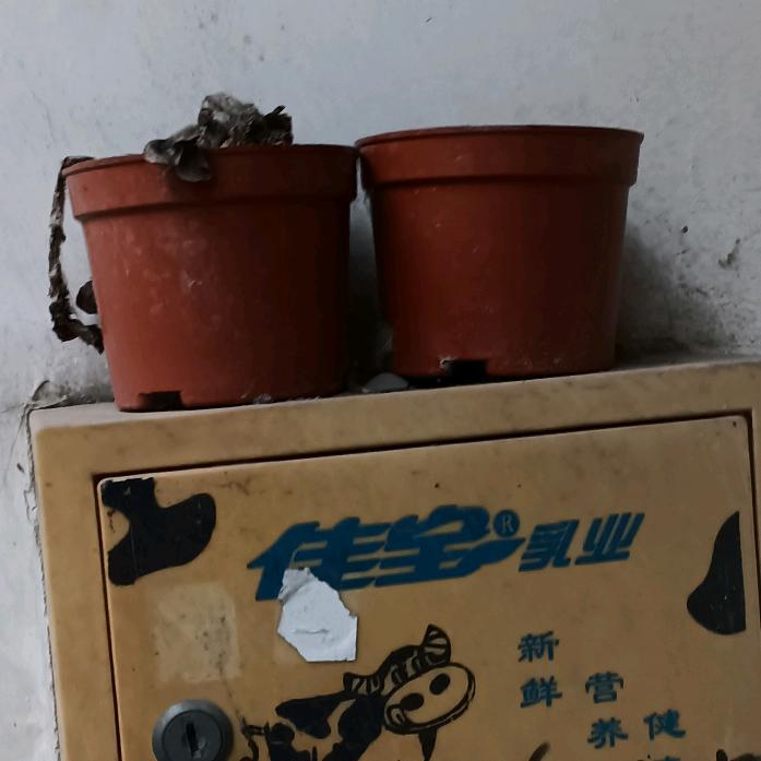 风雨无阻