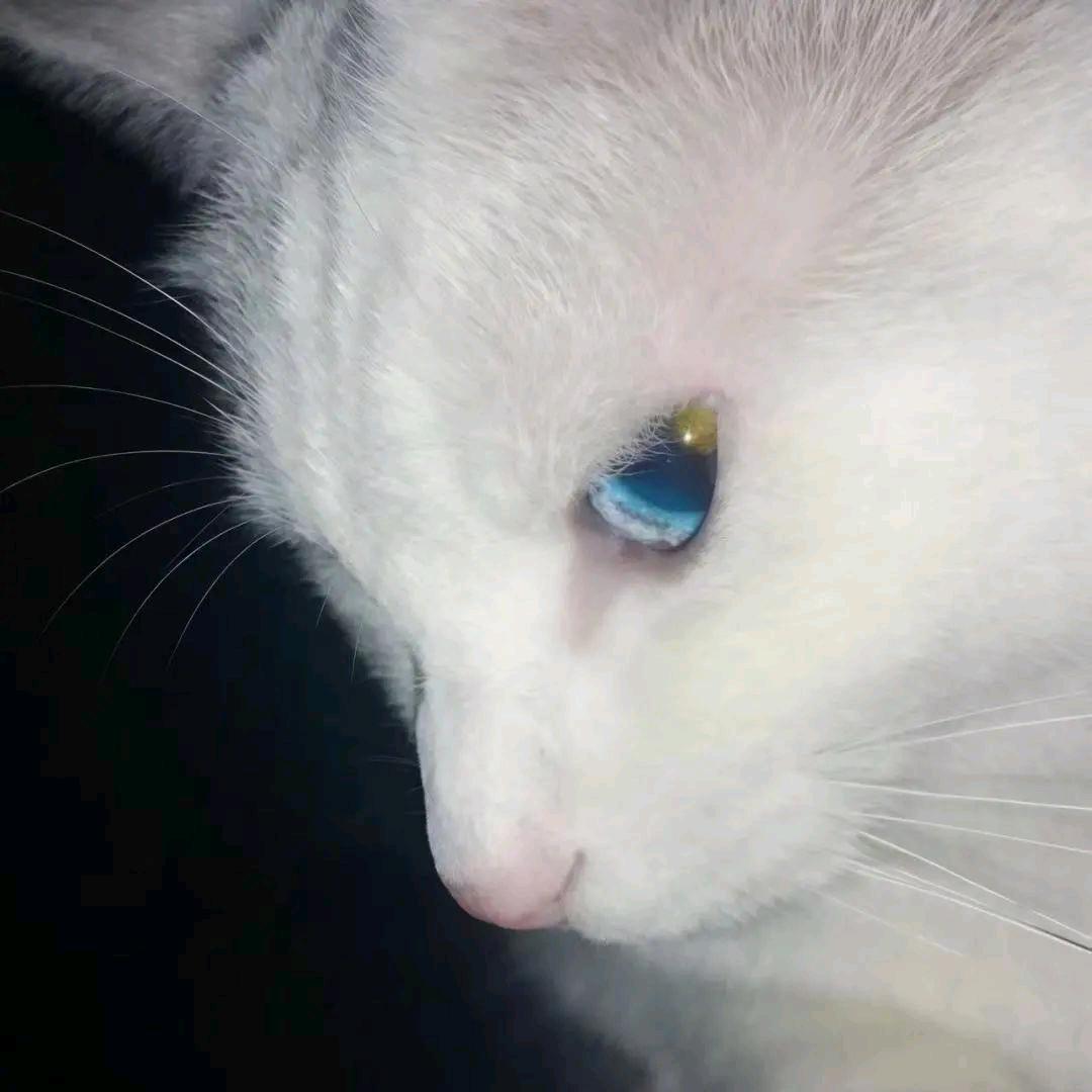 贴上苏菲大显神威