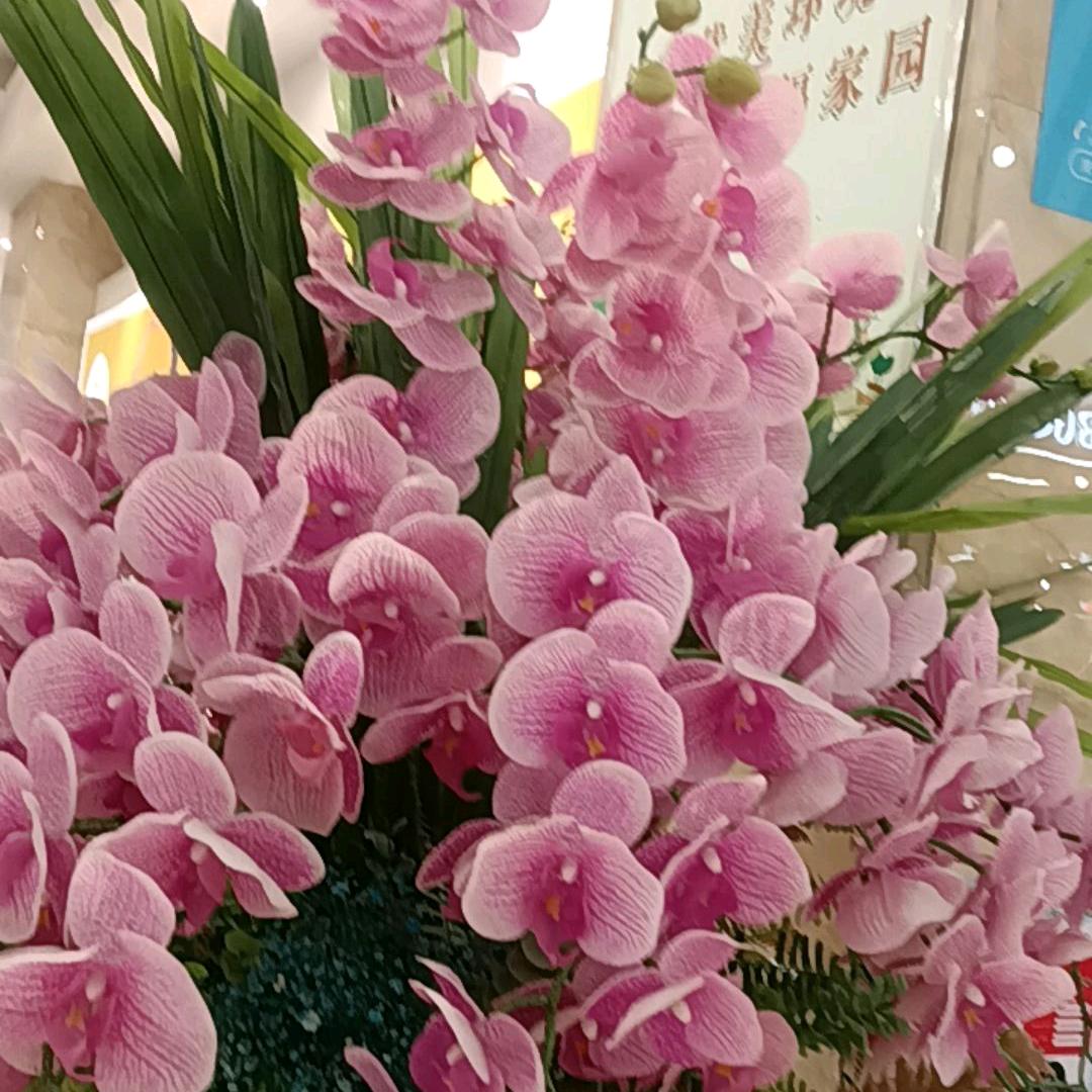 愿我的家人平平安安