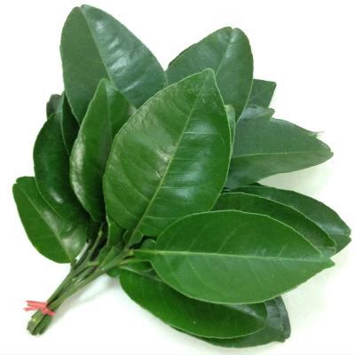 鸽子啊（打剧本杀版）