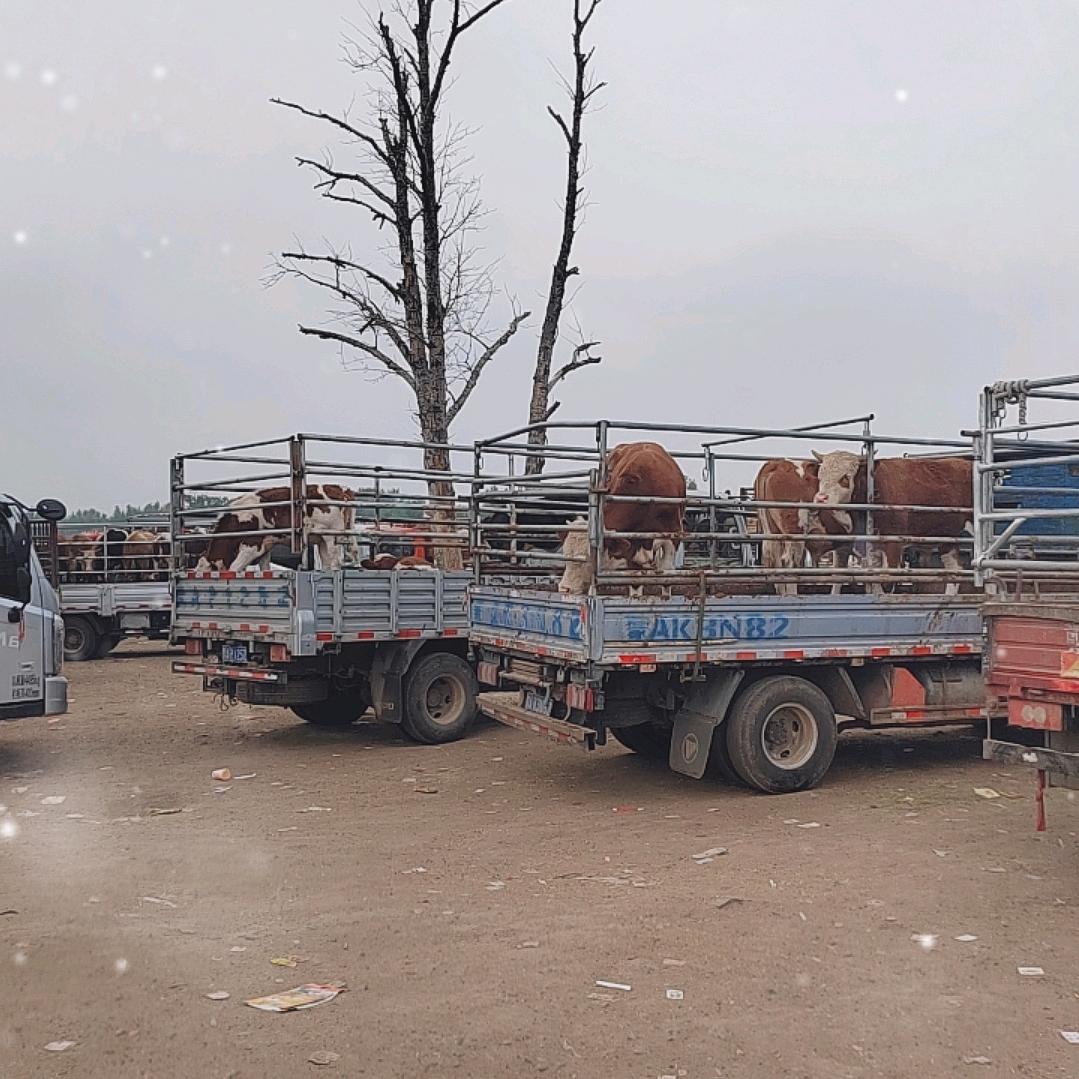 雷哥（首播）抓牛代办小雷牧业小号