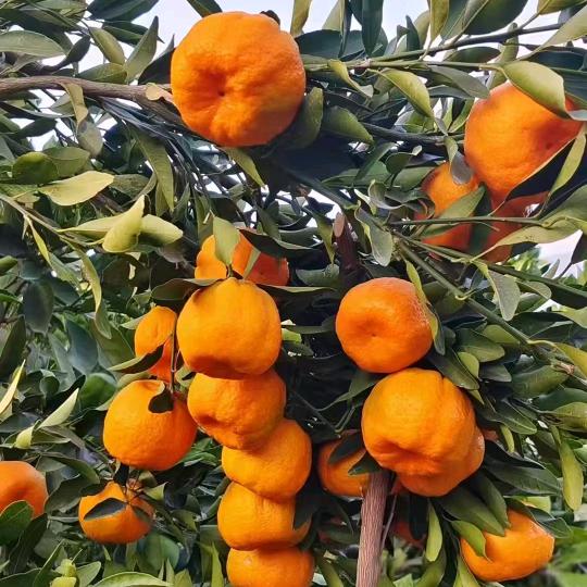 侏伎茂发果树苗木专卖店