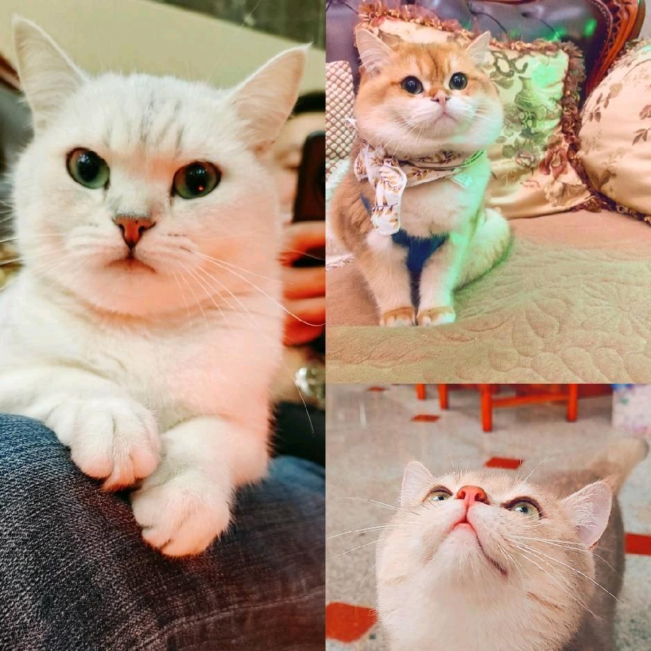 ❤️肖姐姐的🐱💕🐈