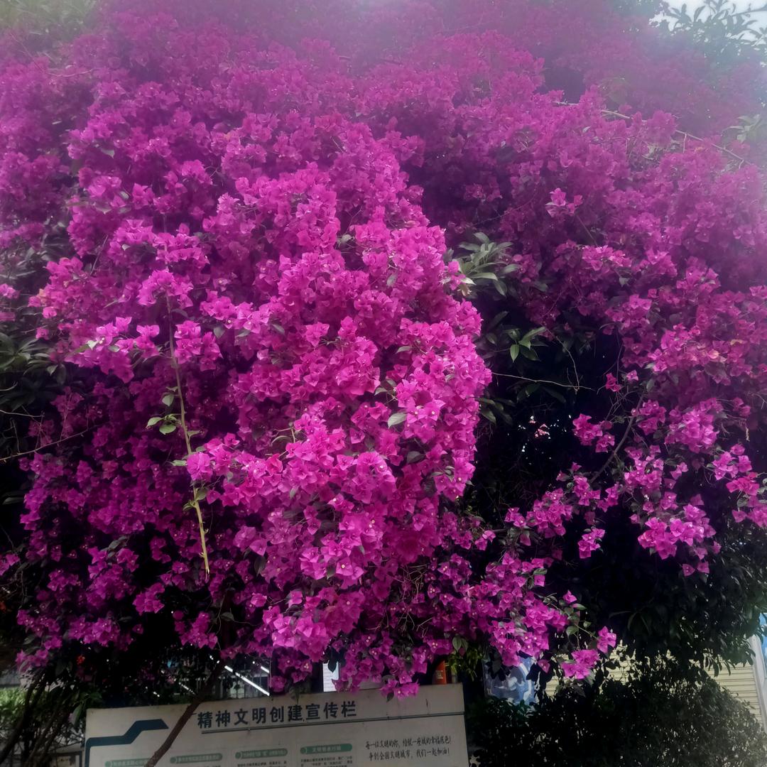 夏天的风