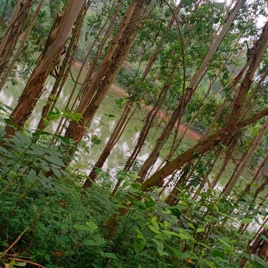 李想飞翔